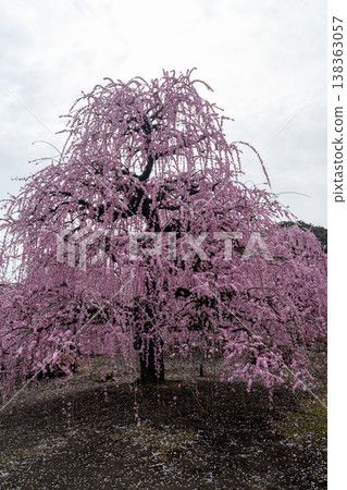 Pink weeping plum blossoms in full bloom: A scene from a Japanese garden. Pink weeping plum blossoms in full bloom: A scene from a Japanese garden. 138363057