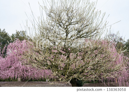 Pink weeping plum blossoms in full bloom: A scene from a Japanese garden. Pink weeping plum blossoms in full bloom: A scene from a Japanese garden. 138363058
