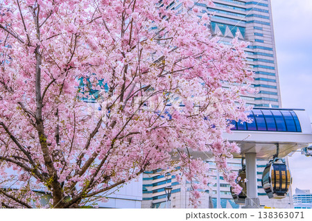 Yokohama cityscape, Japan, March 27th. View of Sakuragicho Station (Air Cabin), Yokohama Landmark Tower, and cherry blossoms in full bloom. Yokohama cityscape, Japan, March 27th. View of Sakuragicho Station (Air Cabin), Yokohama Landmark Tower, and cherry blossoms in full bloom. 138363071