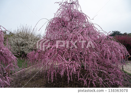 Pink weeping plums shining in the blue sky Pink weeping plums shining in the blue sky 138363078