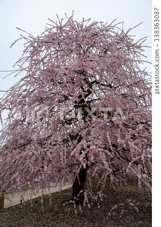 Pink weeping plums shining in the blue sky Pink weeping plums shining in the blue sky 138363087