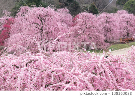 Pink weeping plums shining in the blue sky Pink weeping plums shining in the blue sky 138363088