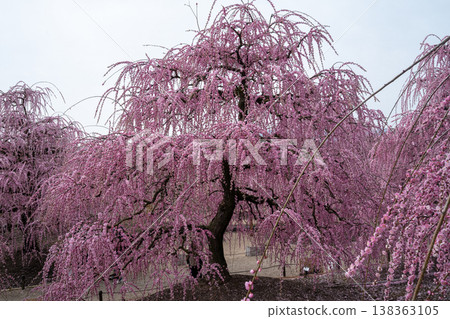 粉紅色的垂枝梅在藍天中閃耀 138363105