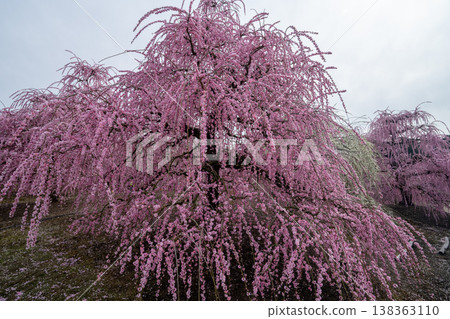 粉紅色的垂枝梅在藍天中閃耀 138363110