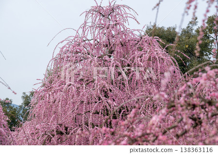 Pink weeping plums shining in the blue sky Pink weeping plums shining in the blue sky 138363116