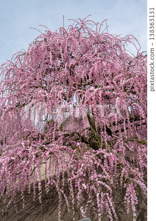 Pink weeping plums shining in the blue sky Pink weeping plums shining in the blue sky 138363131