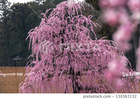 Pink weeping plums shining in the blue sky Pink weeping plums shining in the blue sky 138363132