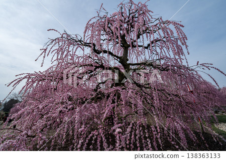Pink weeping plums shining in the blue sky Pink weeping plums shining in the blue sky 138363133