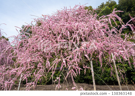 Pink weeping plums shining in the blue sky Pink weeping plums shining in the blue sky 138363148