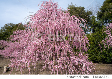 Pink weeping plums shining in the blue sky Pink weeping plums shining in the blue sky 138363149