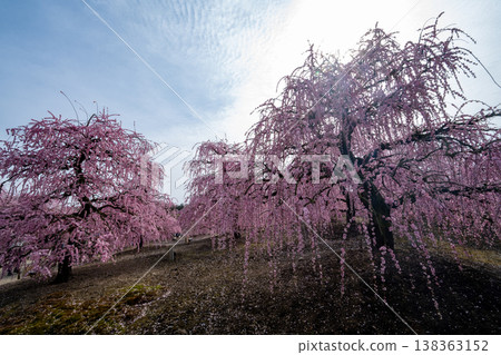 Pink weeping plums shining in the blue sky Pink weeping plums shining in the blue sky 138363152
