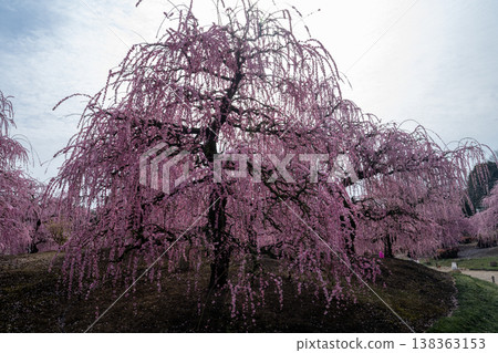 Pink weeping plums shining in the blue sky Pink weeping plums shining in the blue sky 138363153