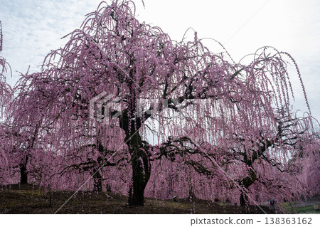 Pink weeping plums shining in the blue sky Pink weeping plums shining in the blue sky 138363162