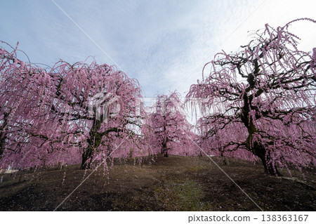 Pink weeping plums shining in the blue sky Pink weeping plums shining in the blue sky 138363167