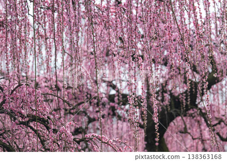 Pink weeping plums shining in the blue sky Pink weeping plums shining in the blue sky 138363168