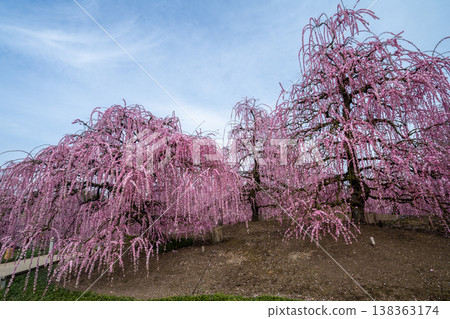 粉紅色的垂枝梅在藍天中閃耀 粉紅色的垂枝梅在藍天中閃耀 138363174