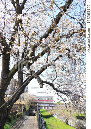 Cherry blossoms along the Nogawa River and the Keio Line Cherry blossoms along the Nogawa River and the Keio Line 138363192