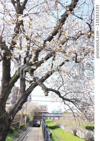 Cherry blossoms along the Nogawa River and the Keio Line 138363193