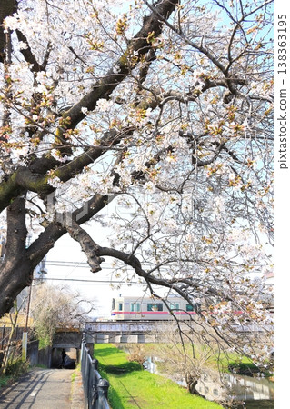 野川河畔和京王線沿線的櫻花盛開 138363195