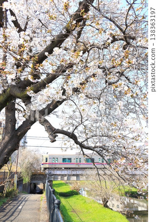 Cherry blossoms along the Nogawa River and the Keio Line Cherry blossoms along the Nogawa River and the Keio Line 138363197