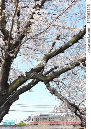 Cherry blossoms along the Nogawa River and the Keio Line Cherry blossoms along the Nogawa River and the Keio Line 138363198