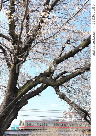 Cherry blossoms along the Nogawa River and the Keio Line Cherry blossoms along the Nogawa River and the Keio Line 138363199