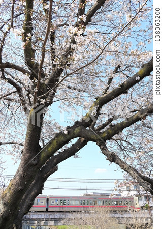 Cherry blossoms along the Nogawa River and the Keio Line Cherry blossoms along the Nogawa River and the Keio Line 138363200