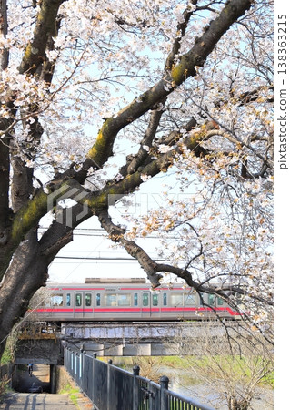 Cherry blossoms along the Nogawa River and the Keio Line 138363215