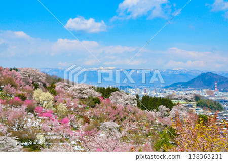 春暖花開的花見山，宛如人間天堂，五彩繽紛的櫻花和其他鮮花裝飾著整座山。 138363231