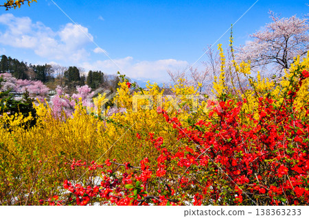 春暖花開的花見山，宛如人間天堂，五彩繽紛的櫻花和其他鮮花裝飾著整座山。 138363233