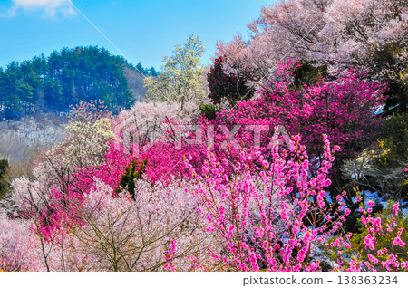 Hanamiyama in the full bloom of spring, a panoramic view of a paradise where colorful cherry blossoms and other flowers adorn the mountain. 138363234