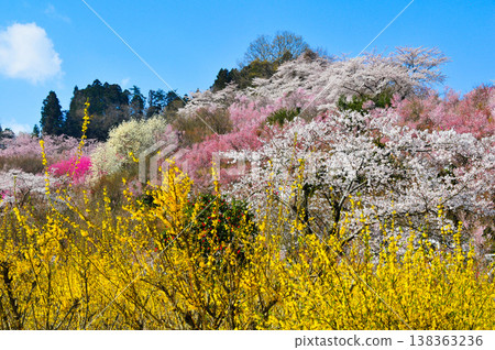春暖花開的花見山，宛如人間天堂，五彩繽紛的櫻花和其他鮮花裝飾著整座山。 138363236