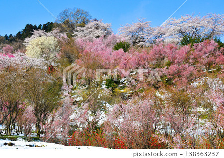 Hanamiyama in the full bloom of spring, a panoramic view of a paradise where colorful cherry blossoms and other flowers adorn the mountain. 138363237