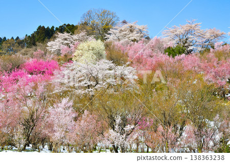 Hanamiyama in the full bloom of spring, a panoramic view of a paradise where colorful cherry blossoms and other flowers adorn the mountain. 138363238