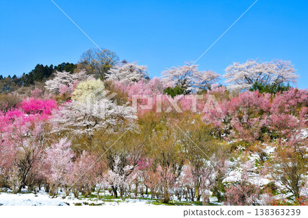 Hanamiyama in the full bloom of spring, a panoramic view of a paradise where colorful cherry blossoms and other flowers adorn the mountain. Hanamiyama in the full bloom of spring, a panoramic view of a paradise where colorful cherry blossoms and other flowers adorn the mountain. 138363239