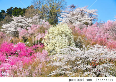 春暖花開的花見山，宛如人間天堂，五彩繽紛的櫻花和其他鮮花裝飾著整座山。 138363245