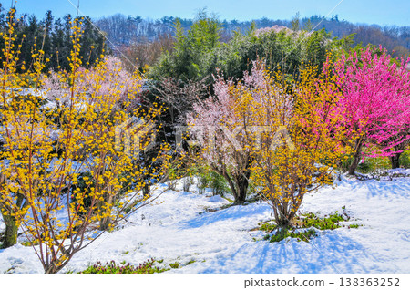 春暖花開的花見山,宛如人間天堂,五彩繽紛的櫻花和其他鮮花裝飾著整座山。 春暖花開的花見山,宛如人間天堂,五彩繽紛的櫻花和其他鮮花裝飾著整座山。 138363252
