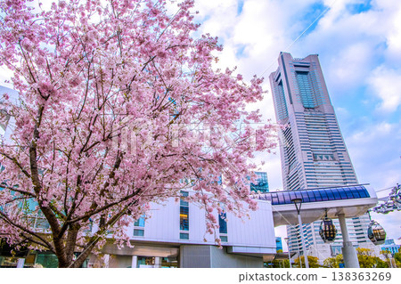 日本橫濱城市景觀，3月27日。櫻木町站（空中客艙）、橫濱地標塔和盛開的櫻花盡收眼底。 138363269