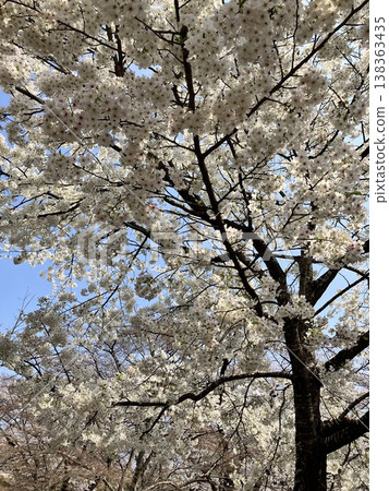Cherry Blossom Festival Cherry Blossom Festival 138363435