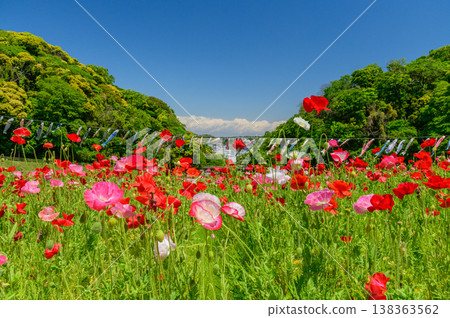 [Children's Day] Poppies in full bloom and carp streamers at Kurihama Flower Park in Yokosuka. 138363562