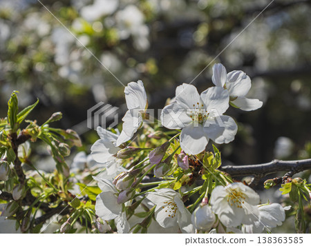 Pure white cherry blossoms, translucent in the sunlight. 138363585