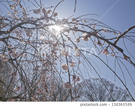 The melody of spring, shimmering with sunlight 138363589