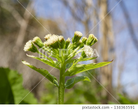 The awakening of spring, the vitality of the blooming butterbur sprouts 138363591