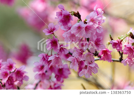 A close-up of a Taiwan cherry blossom enveloped in soft bokeh. A close-up of a Taiwan cherry blossom enveloped in soft bokeh. 138363750