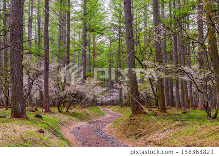 A beautiful scene of clusters of Fuji cherry blossoms blooming along a verdant walking path at the foot of Mount Fuji, heralding the arrival of spring. 138363821