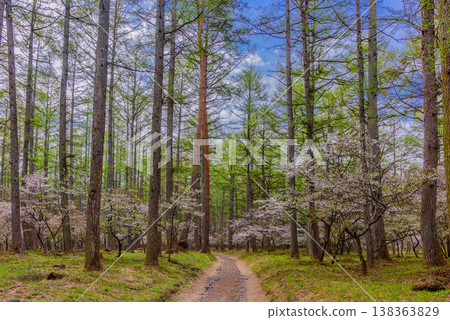A beautiful scene of clusters of Fuji cherry blossoms blooming along a verdant walking path at the foot of Mount Fuji, heralding the arrival of spring. 138363829