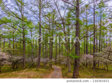 富士山腳下綠樹成蔭的步道旁，簇簇富士櫻花盛開，構成了一幅美麗的景象，預示著春天的到來。 138363831