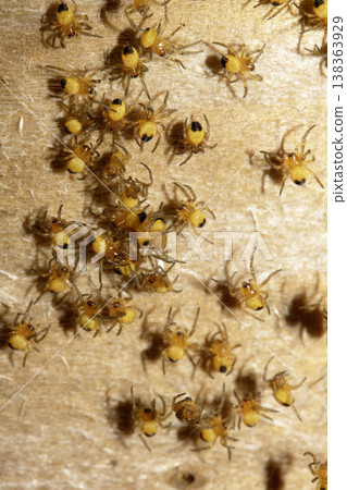 Close up of newborn tiny baby garden spiders newly hatched 138363929