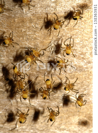 Close up of newborn tiny baby garden spiders newly hatched Close up of newborn tiny baby garden spiders newly hatched 138363931
