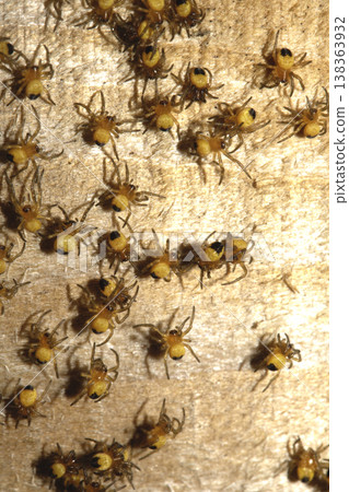 Close up of newborn tiny baby garden spiders newly hatched 138363932